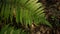 Play of light and shadow on fern leaves