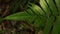 Play of light and shadow on Fern leaves