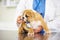 Play time at the clinic. a vet trying to listen to a playful bulldog puppys heartbeat.