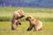 Play of young coastal brown bear cubs, Katmai, Alaska