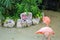 PLAYA DEL CARMEN, MEXICO - 21 April 2022: Pink flamingos at Xcaret Park