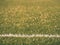 Playfield border. Closeup view to white lines on football playground. Detail of a of white lines