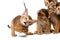 Playful Abyssinian four Kitten on Isolated White Background