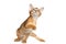 Playful Abyssinian Kitty Curious Standing on Isolated White Background