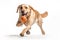 A playful, action shot of a dog happily catching a toy ball