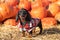 Playful active dachshund puppy in checkered shirt stands by pile of pumpkins and licks its lips, teased. Seasonal food