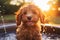 Playful and adorable cavapoo puppy enjoying a refreshing splash in the sunny weather