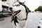 Playful and adorable Siberian Husky puppy outdoors close-up portrait. Husky play on the street. Dogs active lifestyle.