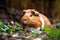 A playful and adventurous guinea pig exploring a play area, showing off its curious and adventurous nature. Generative AI