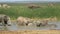 Playful African elephants