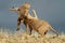 Playful African lions