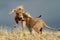 Playful African lions