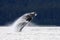 Playful Alaskan Humpback Whale