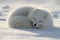 Playful arctic fox enjoying the winter snow, a charming white fox in a picturesque snowy landscape