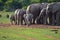 Playful baby elephant in Addo Elephant National Park