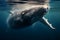 Playful baby humpback dances atop azure waves, a water ballet