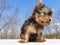 Playful baby Yorkshire terrier puppy outside head turned right
