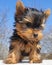 Playful baby Yorkshire terrier puppy outside vertical portrait
