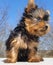 Playful baby Yorkshire terrier puppy outside vertical portrait looking right