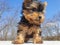 Playful baby Yorkshire terrier puppy outside wind blowing his fur