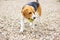 Playful beagle catching a ball