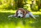 Playful beagle dog biting a wood stick on a grass in garden