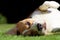 Playful beagle dog laying on grass lawn