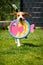 Playful Beagle Dog running with round colorful fish like toy