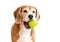 Playful beagle dog with tennis ball portrait isolated on white