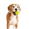 Playful beagle dog with tennis ball portrait isolated on white