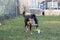 Playful Bearded Appenzeller Mountaindog running on green grass