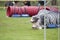 Playful Bearded Collie at the agility competition