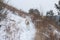 A playful beautiful Japanese red-haired Akita Inu dog runs along a path in the forest in winter on a natural snowy background.