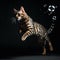 Playful Bengal Cat Leaping for Toy