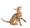 Playful Bengal cat looking up. on white background