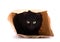 Playful black cat hiding in a brown paper bag