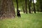 Playful black cute pet pug-dog of breed \\\'Petit Brabancon Brussels Griffon\\\' looks out of tree