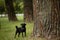 Playful black cute pet pug-dog of breed \\\'Petit Brabancon Brussels Griffon\\\' stays near the tree