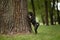 Playful black cute pet pug-dog of breed \\\'Petit Brabancon Brussels Griffon\\\' tries to climb the tree