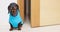 A playful black dachshund puppy, wearing a bright blue raincoat, eagerly awaits its owner's command to embark on a