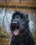 Playful black giant schnauzer in the autumn park. Dog companion