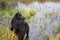 Playful black giant schnauzer on the shore of a swampy river