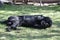 Playful Black Labrador Retriever