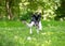 A playful black and white mixed breed puppy chasing a ball