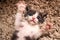 Playful Bliss: The Joyful Feline Pose