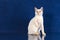 Playful Blue eyed Cat of Breed Mekong Bobtail on blue studio background