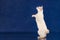 Playful Blue eyed Cat of Breed Mekong Bobtail standing on rear paws on blue studio background