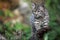 Playful Bobcat Kitten