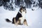 Playful border collie husky dog playing in snow