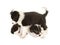 Playful border collie puppies